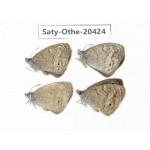 Ypthima baldus ssp. China, Sichuan, Batang county. 4M. Saty-Othe-20424.