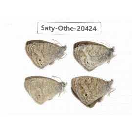 Ypthima baldus ssp. China, Sichuan, Batang county. 4M. Saty-Othe-20424.