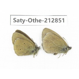 Aphantopus arvensis ssp. China, Sichuan, Ganzi area, Litang county. 2M. Saty-Othe-212851.