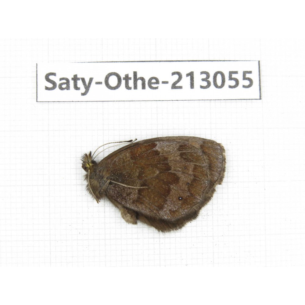 Erebia alcmena. China, Sichuan, Ganzi, Daofu county. 1M. Saty-Othe-213055.