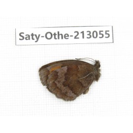 Erebia alcmena. China, Sichuan, Ganzi, Daofu county. 1M. Saty-Othe-213055.