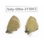 Aphantopus arvensis ssp. China, Sichuan, Ganzi, Daofu county. 2M. Saty-Othe-213063.