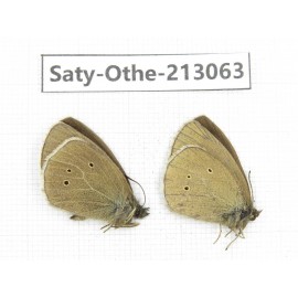 Aphantopus arvensis ssp. China, Sichuan, Ganzi, Daofu county. 2M. Saty-Othe-213063.