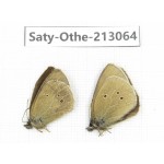 Aphantopus arvensis ssp. China, Sichuan, Ganzi, Daofu county. 2M. Saty-Othe-213064.