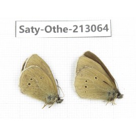 Aphantopus arvensis ssp. China, Sichuan, Ganzi, Daofu county. 2M. Saty-Othe-213064.