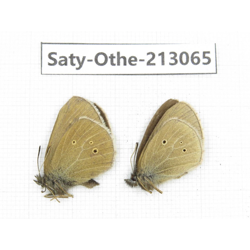 Aphantopus arvensis ssp. China, Sichuan, Ganzi, Daofu county. 2M. Saty-Othe-213065.