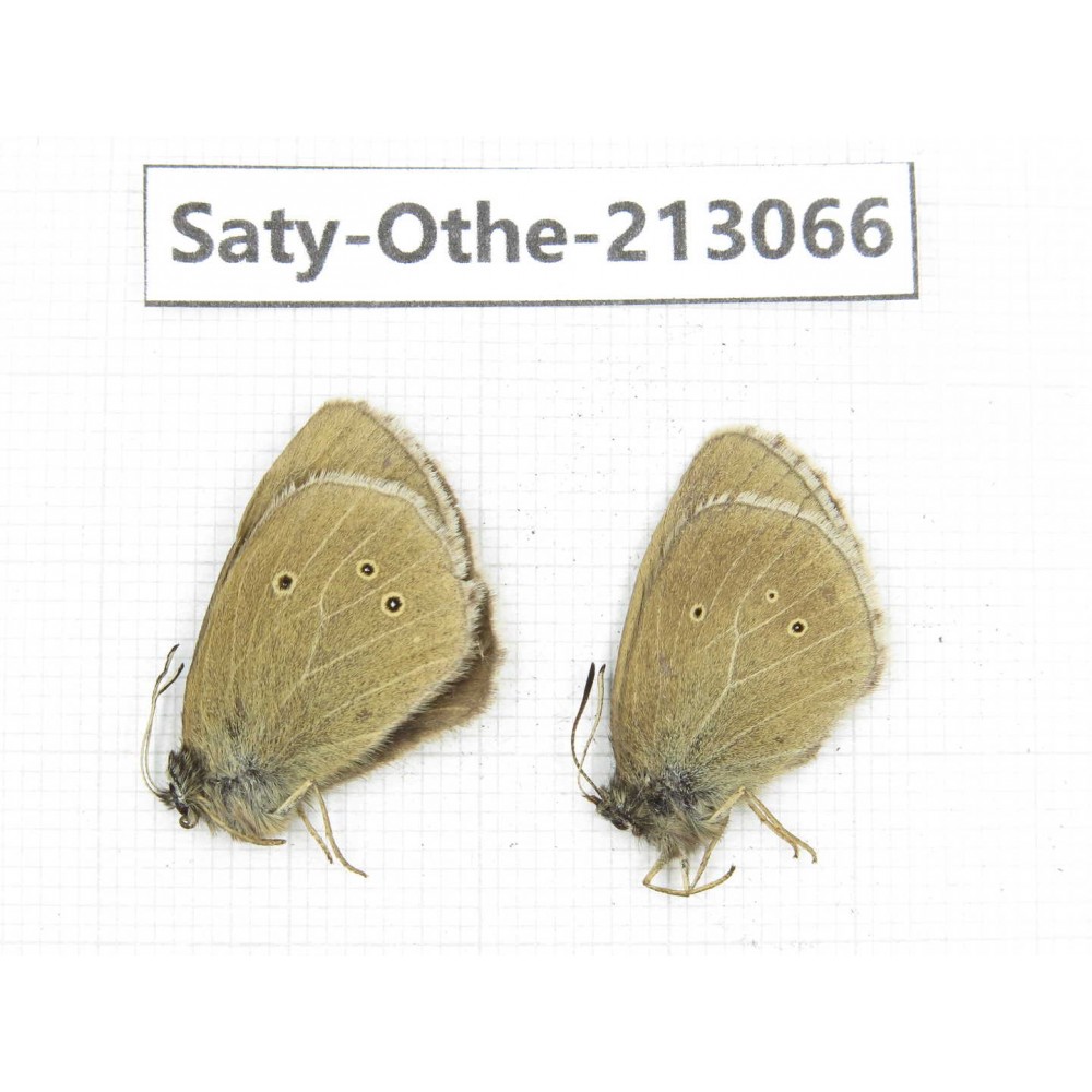 Aphantopus arvensis ssp. China, Sichuan, Ganzi, Daofu county. 2M. Saty-Othe-213066.