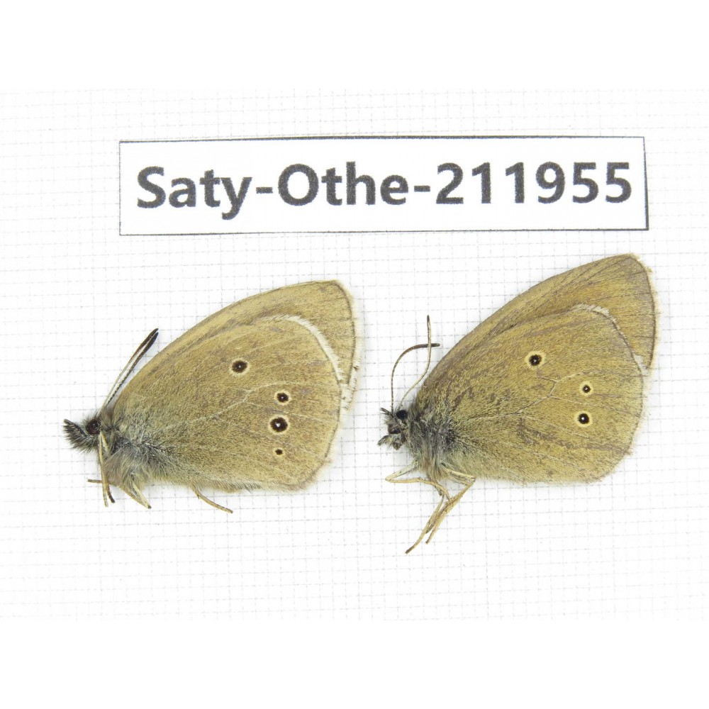 Aphantopus arvensis ssp. China, Sichuan, Ganzi, Kangding, Mt.Zheduoshan. 2M. Saty-Othe-211955.