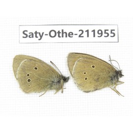 Aphantopus arvensis ssp. China, Sichuan, Ganzi, Kangding, Mt.Zheduoshan. 2M. Saty-Othe-211955.