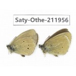 Aphantopus arvensis ssp. China, Sichuan, Ganzi, Kangding, Mt.Zheduoshan. 2M. Saty-Othe-211956.