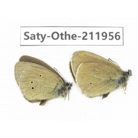 Aphantopus arvensis ssp. China, Sichuan, Ganzi, Kangding, Mt.Zheduoshan. 2M. Saty-Othe-211956.
