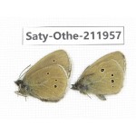 Aphantopus arvensis ssp. China, Sichuan, Ganzi, Kangding, Mt.Zheduoshan. 2M. Saty-Othe-211957.
