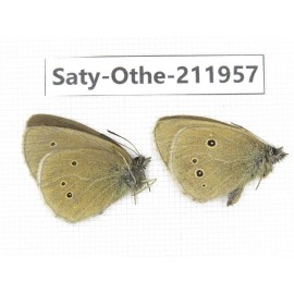 Aphantopus arvensis ssp. China, Sichuan, Ganzi, Kangding, Mt.Zheduoshan. 2M. Saty-Othe-211957.