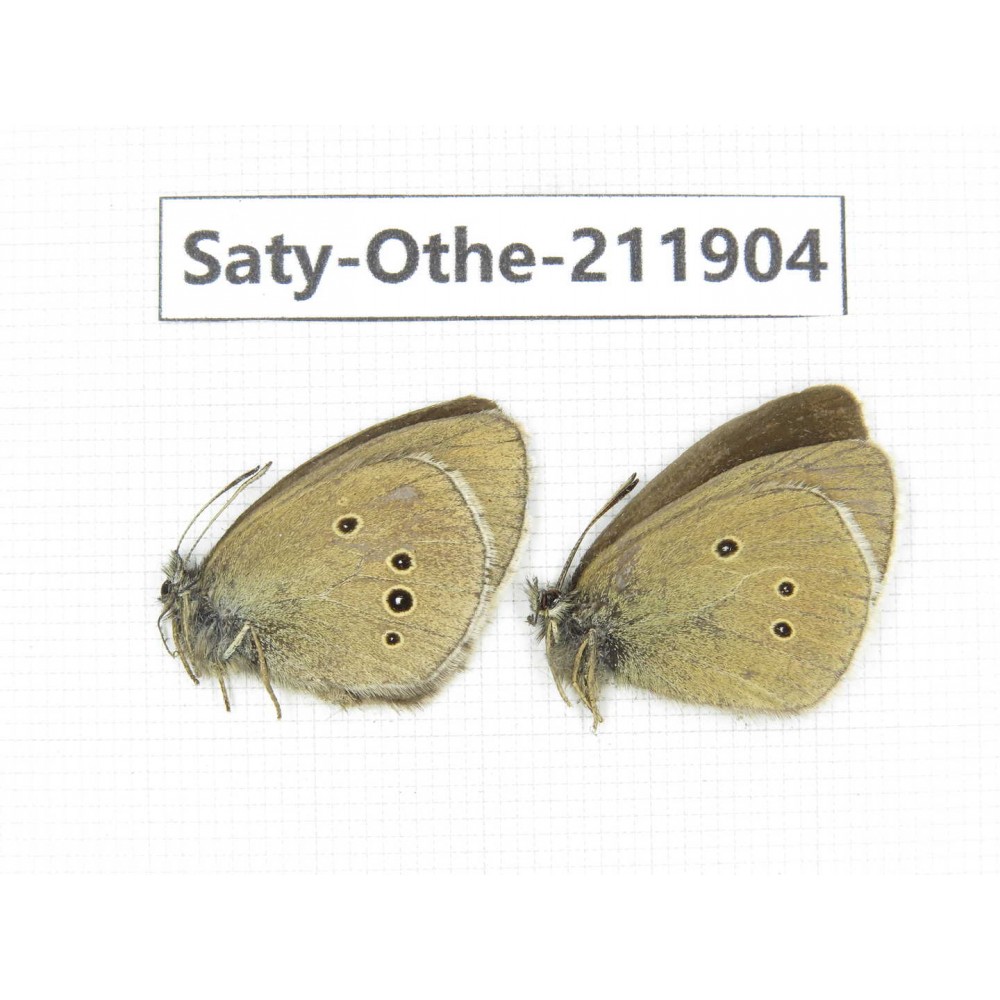 Aphantopus arvensis ssp. China, Sichuan, Ganzi, Kangding, Tagong town. 2M. Saty-Othe-211904.
