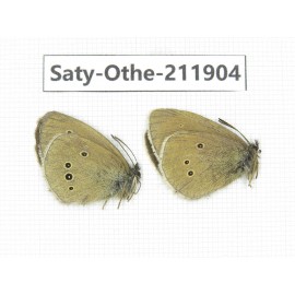 Aphantopus arvensis ssp. China, Sichuan, Ganzi, Kangding, Tagong town. 2M. Saty-Othe-211904.