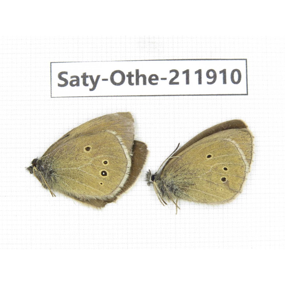 Aphantopus arvensis ssp. China, Sichuan, Ganzi, Kangding, Tagong town. 2M. Saty-Othe-211910.