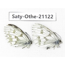 Melanargia leda. China, Sichuan, Ganzi, Xinduqiao, Mt.Gaoersishan. 2M. Saty-Othe-21122.