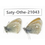 Coenonympha amaryllis ssp. China, Sichuan, Ganzi, Xinduqiao, Mt.Gaoersishan. 2M. Saty-Othe-21043.