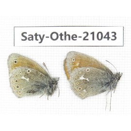 Coenonympha amaryllis ssp. China, Sichuan, Ganzi, Xinduqiao, Mt.Gaoersishan. 2M. Saty-Othe-21043.