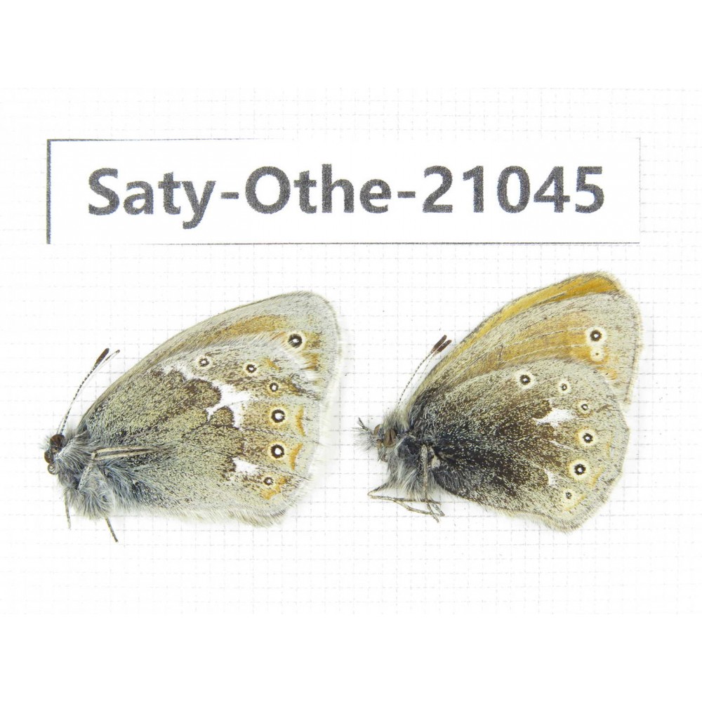 Coenonympha amaryllis ssp. China, Sichuan, Ganzi, Xinduqiao, Mt.Gaoersishan. 2M. Saty-Othe-21045.