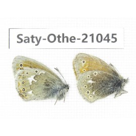 Coenonympha amaryllis ssp. China, Sichuan, Ganzi, Xinduqiao, Mt.Gaoersishan. 2M. Saty-Othe-21045.