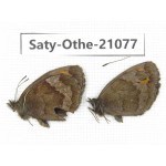 Erebia alcmena. China, Sichuan, Ganzi, Xinduqiao, Mt.Gaoersishan. 2M. Saty-Othe-21077.