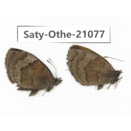Erebia alcmena. China, Sichuan, Ganzi, Xinduqiao, Mt.Gaoersishan. 2M. Saty-Othe-21077.