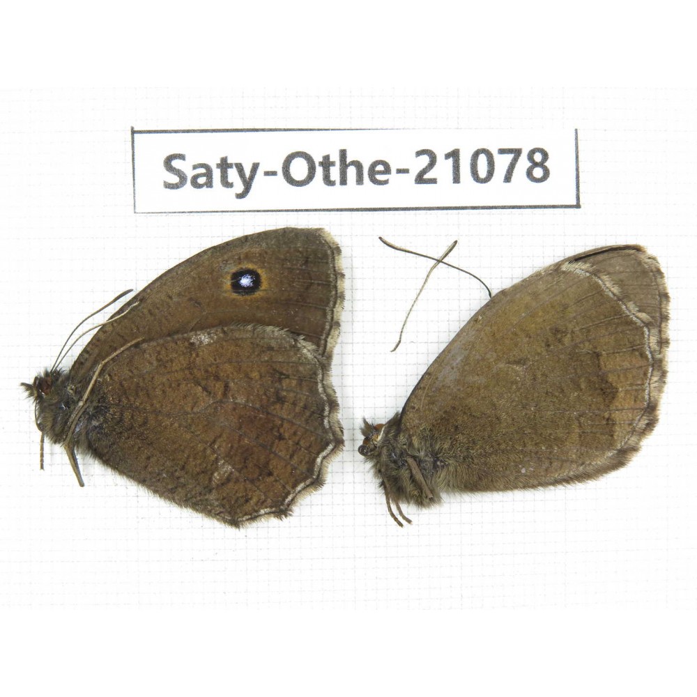 Minois dryas. China, Sichuan, Ganzi, Xinduqiao, Mt.Gaoersishan. 2M. Saty-Othe-21078.