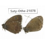 Minois dryas. China, Sichuan, Ganzi, Xinduqiao, Mt.Gaoersishan. 2M. Saty-Othe-21078.