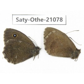 Minois dryas. China, Sichuan, Ganzi, Xinduqiao, Mt.Gaoersishan. 2M. Saty-Othe-21078.
