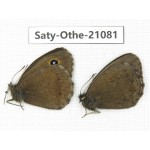 Minois dryas. China, Sichuan, Ganzi, Xinduqiao, Mt.Gaoersishan. 2M. Saty-Othe-21081.