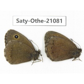 Minois dryas. China, Sichuan, Ganzi, Xinduqiao, Mt.Gaoersishan. 2M. Saty-Othe-21081.