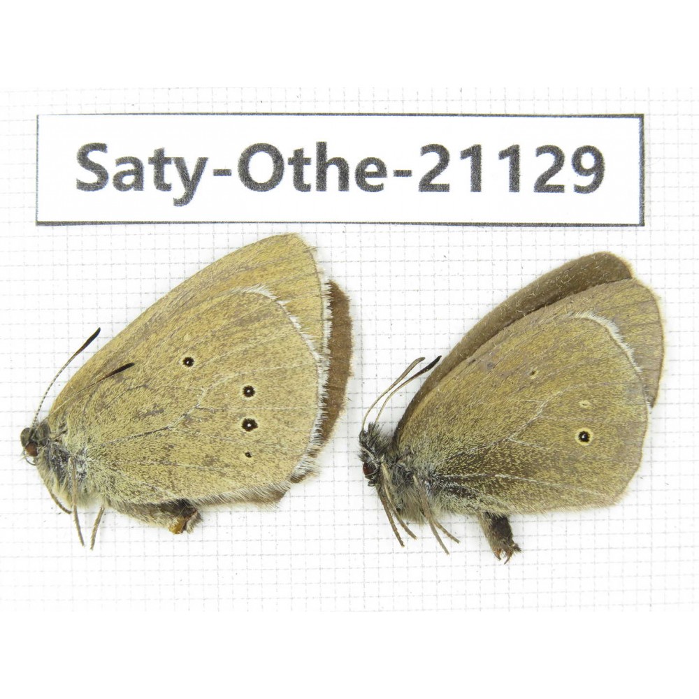 Aphantopus hyperantus. China, Sichuan, Ganzi, Xinduqiao, Mt.Gaoersishan. 1P. Saty-Othe-21129.