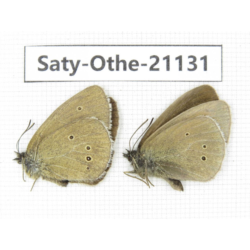Aphantopus hyperantus. China, Sichuan, Ganzi, Xinduqiao, Mt.Gaoersishan. 1P. Saty-Othe-21131.