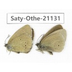 Aphantopus hyperantus. China, Sichuan, Ganzi, Xinduqiao, Mt.Gaoersishan. 1P. Saty-Othe-21131.