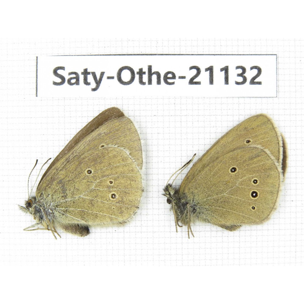 Aphantopus hyperantus. China, Sichuan, Ganzi, Xinduqiao, Mt.Gaoersishan. 1P. Saty-Othe-21132.
