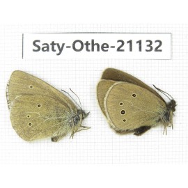 Aphantopus hyperantus. China, Sichuan, Ganzi, Xinduqiao, Mt.Gaoersishan. 1P. Saty-Othe-21132.