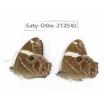 Lethe confusa. China, Sichuan, Liangshan, Dechang county. 2M. Saty-Othe-212949.