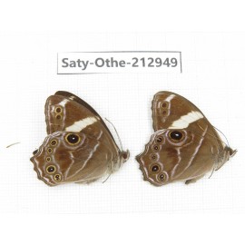 Lethe confusa. China, Sichuan, Liangshan, Dechang county. 2M. Saty-Othe-212949.