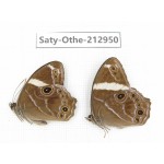 Lethe confusa. China, Sichuan, Liangshan, Dechang county. 2M. Saty-Othe-212950.