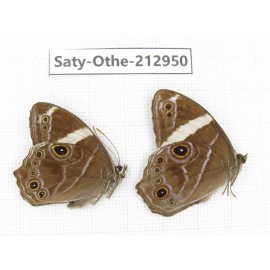Lethe confusa. China, Sichuan, Liangshan, Dechang county. 2M. Saty-Othe-212950.