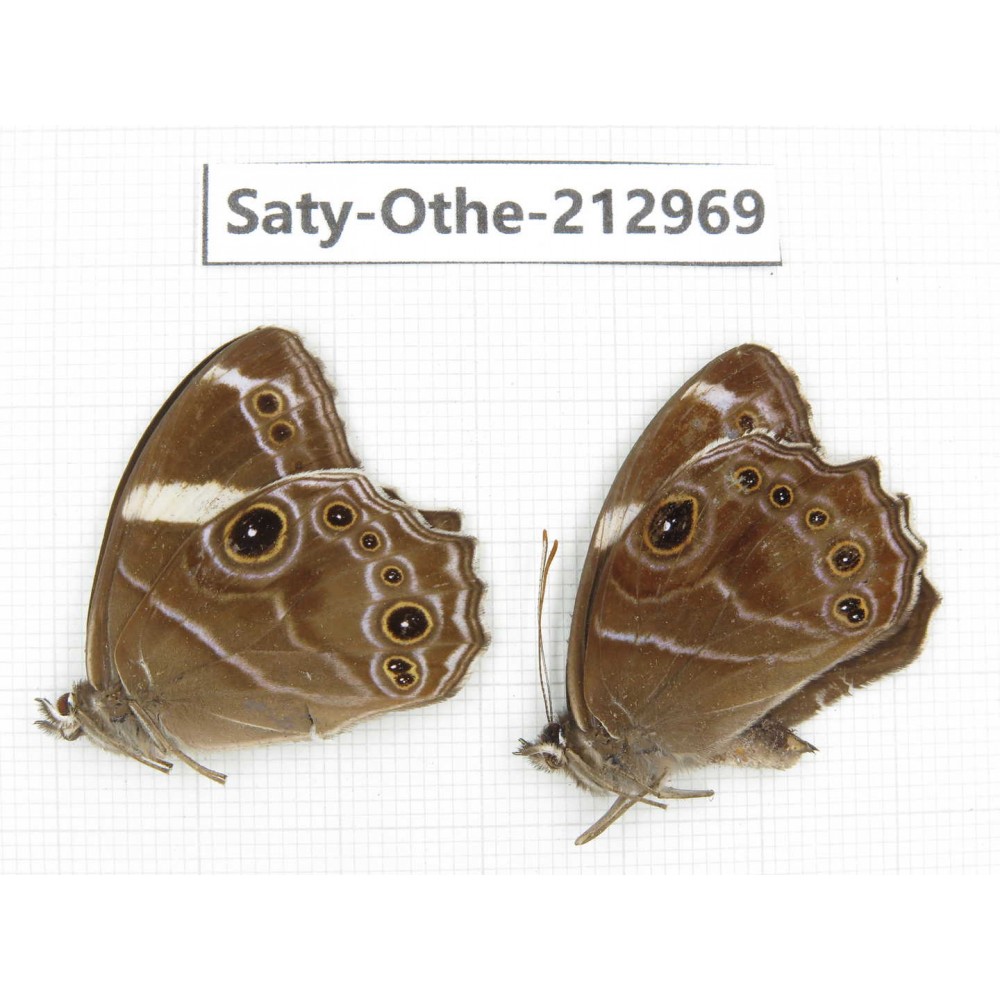 Lethe confusa. China, Sichuan, Liangshan, Dechang county. 2M. Saty-Othe-212969.