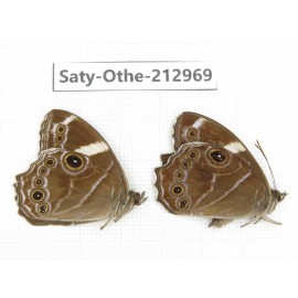 Lethe confusa. China, Sichuan, Liangshan, Dechang county. 2M. Saty-Othe-212969.