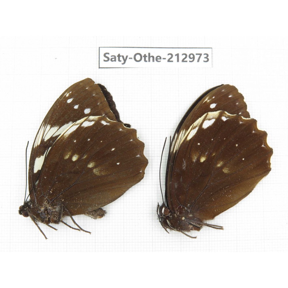 Penthema adelma ssp. China, Sichuan, Liangshan, Dechang county. 2M. Saty-Othe-212973.