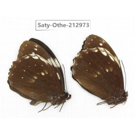 Penthema adelma ssp. China, Sichuan, Liangshan, Dechang county. 2M. Saty-Othe-212973.