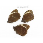 Penthema adelma ssp. China, Sichuan, Liangshan, Dechang county. 3M. Saty-Othe-212979.