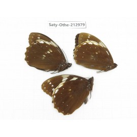 Penthema adelma ssp. China, Sichuan, Liangshan, Dechang county. 3M. Saty-Othe-212979.