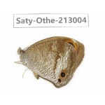 Callerebia polyphemus. China, Sichuan, Liangshan, Dechang county. 1M. Saty-Othe-213004.