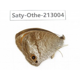 Callerebia polyphemus. China, Sichuan, Liangshan, Dechang county. 1M. Saty-Othe-213004.