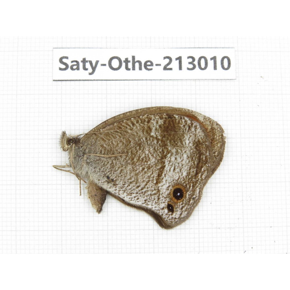 Callerebia polyphemus. China, Sichuan, Liangshan, Dechang county. 1M. Saty-Othe-213010.